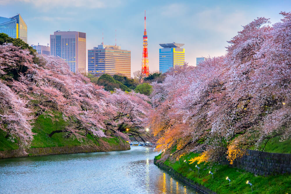 Visit Japan for Sakura